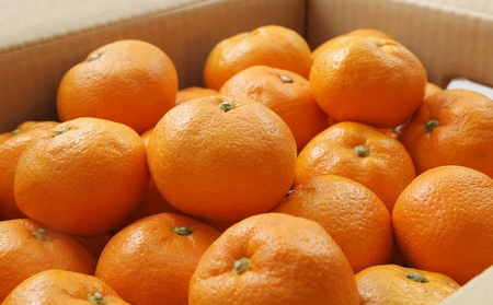 【ブランドみかん】田村みかん約3kg(S.M.Lサイズおまかせ・秀品)