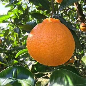 【先行予約】こだわり農家の不知火(しらぬい) 12~18玉(約5kg)※2026年2月上旬~3月下旬頃に順次発送予定 ※北海道・沖縄・離島への配送不可