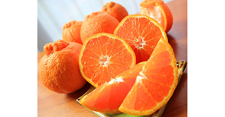 【ご家庭用訳有り】紀州有田産不知火(しらぬひ) 約8.5kg ※2026年2月中旬~3月中旬頃に順次発送予定