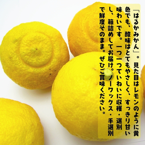 【特選】はるか 5kg | 蜜柑 柑橘 果物 フルーツ くだもの 果実 国産 和歌山