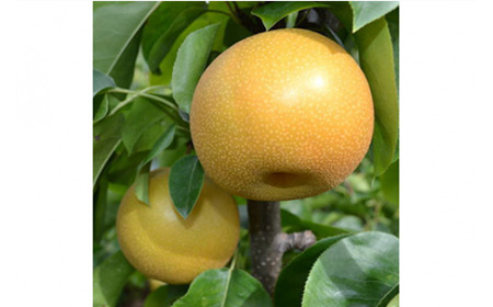 【秋の美味】和歌山の樹上成熟梨 約2kg