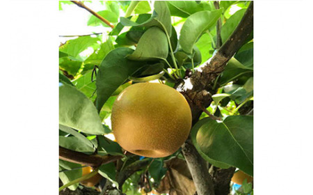 【秋の美味】和歌山の樹上成熟梨 約2kg