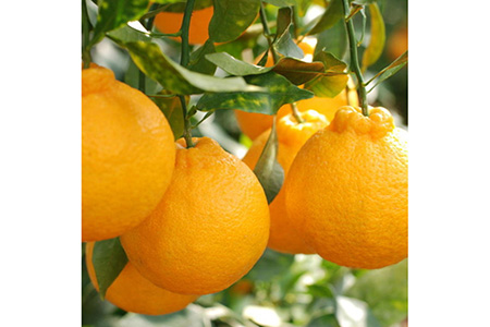 【お味濃厚】紀州有田産の大玉デコポン約5kg（12玉～18玉入り・青秀以上）｜柑橘 不知火 デコポン みかん フルーツ 果物 旬 先行予約 でこぽん 国産 産地直送 美浜町　※2026年1月中旬～3月中旬頃に順次発送予定