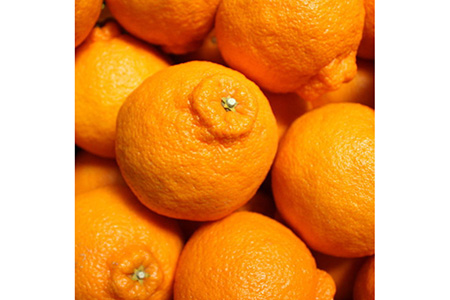 【お味濃厚】紀州有田産の大玉デコポン約5kg（12玉～18玉入り・青秀以上）｜柑橘 不知火 デコポン みかん フルーツ 果物 旬 先行予約 でこぽん 国産 産地直送 美浜町　※2026年1月中旬～3月中旬頃に順次発送予定