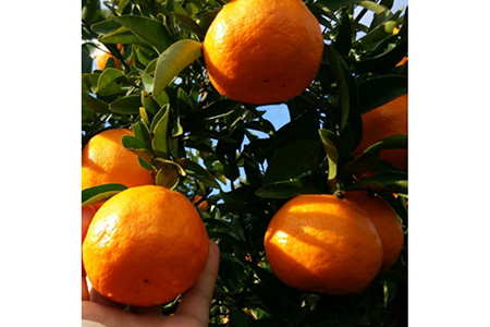 【厳選・濃厚】紀州有田産のはるみ約4kg（サイズおまかせ） ※2026年1月下旬～2月中旬頃に順次発送予定