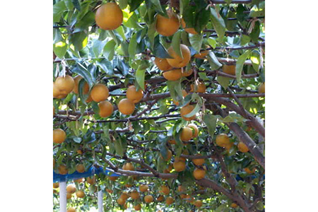 【秋の美味】和歌山の樹上成熟梨　約4kg ※2024年8月中旬～9月上旬頃に順次発送予定 ※北海道・沖縄地域へのお届け不可
