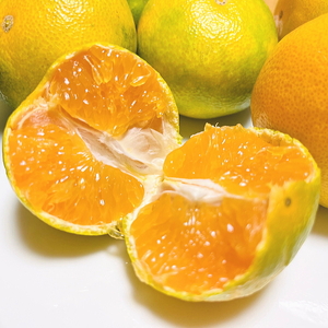 【先行予約】【秋の美味】【農家直送】ゆら早生有田みかん（ご家庭用）3.2kg(3kg+200g(傷み補償分)) ふるさと納税 みかん