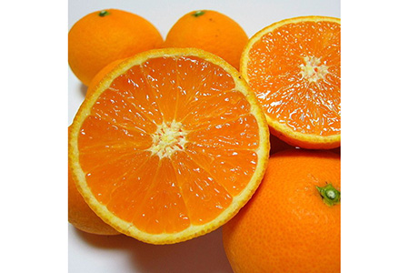 【先行予約】【春の美味】【農家直送】濃厚清見オレンジ（ご家庭用）約5kg ※2025年2月下旬～4月中旬頃に順次発送予定※北海道・沖縄・離島への配送不可