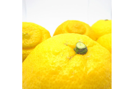 【先行予約】【農家直送】爽やかカンキツ はるかみかん（ご家庭用）約1.1kg