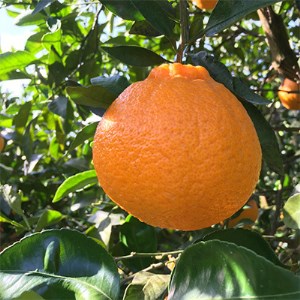 【先行予約】【農家直送】濃厚不知火(ご家庭用)5kg ※2024年2月上旬~3月下旬頃に順次発送予定