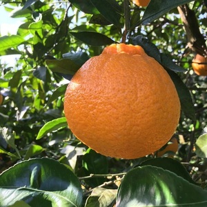 【先行予約】【農家直送】不知火（しらぬい） ご家庭用 約5kg ※2026年1月下旬～3月下旬頃に順次発送予定 ※北海道・沖縄・離島への配送不可