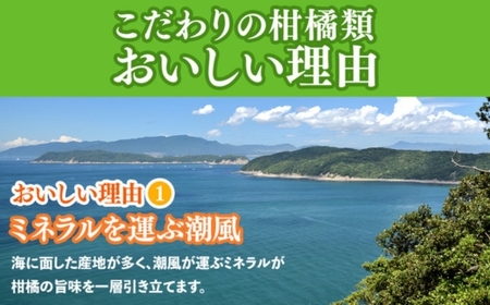 ＜1月より発送＞厳選 柑橘詰合せ5kg+250g（傷み補償分）◇【有田の春みかん詰め合わせ・フルーツ詰め合せ・オレンジつめあわせ】【光センサー選別】 ※北海道・沖縄・離島への配送不可 ※2026年1月上旬～4月下旬頃に順次発送予定