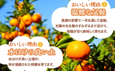 ＜1月より発送＞厳選 柑橘詰合せ5kg+250g（傷み補償分）◇【有田の春みかん詰め合わせ・フルーツ詰め合せ・オレンジつめあわせ】【光センサー選別】 ※北海道・沖縄・離島への配送不可 ※2026年1月上旬～4月下旬頃に順次発送予定