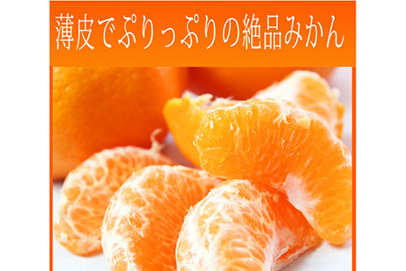 果肉ぷりぷり!完熟はるみ 5kg ※2026年2月中旬?2月下旬頃に順次発送予定
