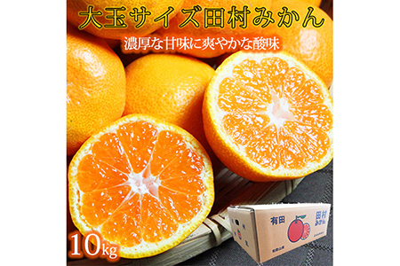 【先行予約】高級ブランド田村みかん　１０kg　大玉サイズ