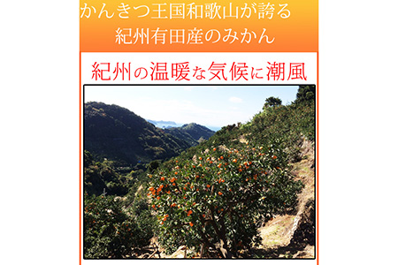 赤秀品　紀州有田産濃厚完熟温州みかん　３kg（ＭサイズまたはＳサイズ） ※2024年11月下旬〜2025年1月下旬頃に順次発送予定