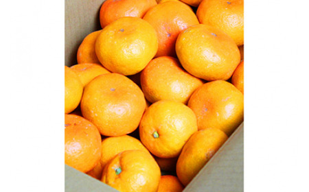 【先行予約】赤秀品　紀州有田産濃厚完熟温州みかん　３kg（ＭサイズまたはＳサイズ）