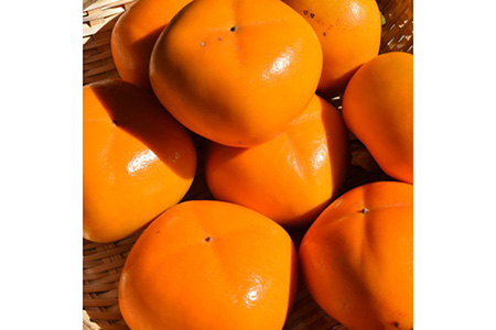 【厳選・産直】和歌山産のたねなし柿2L～4Lサイズ約2kg（化粧箱入り）