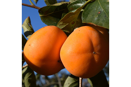 【厳選・産直】和歌山産のたねなし柿2L～4Lサイズ約2kg（化粧箱入り）