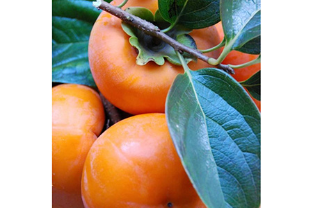 【まごころ栽培】九度山の冷蔵富有柿Mサイズ9玉入り ※2026年1月下旬～2月中旬頃に順次発送予定 ※離島への配送不可