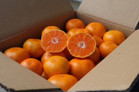 和歌山県産 有田みかん 約5kg 秀品