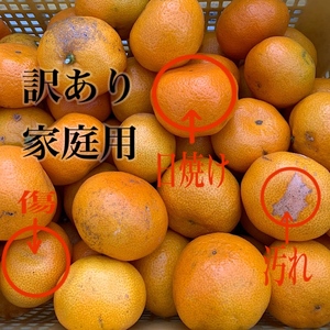 和歌山県産 有田みかん 約5kg 家庭用