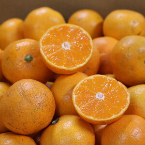 和歌山県産 有田みかん 約5kg 家庭用