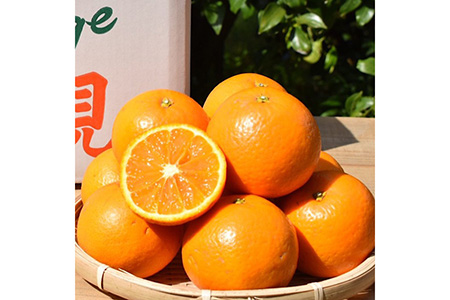 和歌山県産 有田の清見 約10kg 秀品 ※2026年3月上旬～4月下旬頃に順次発送予定 ※北海道・沖縄・離島への配送不可