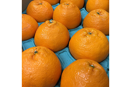 和歌山産 不知火 【12玉～20玉】 秀品 ※2026年2月上旬～4月下旬頃に順次発送予定 ※北海道・沖縄・離島への配送不可 6,300円