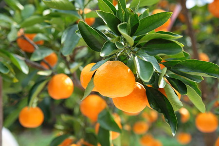 田村みかん蜂久農園のみかんがっつりしぼったでぇ　みかんジュース(180ml×12本)≪果実 飲料 100% ビタミン ストレート 贈答 ギフト 有田産 ≫