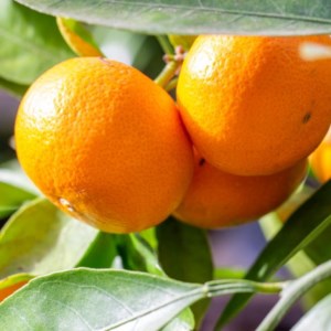 [秀品]和歌山有田みかん4kg(2Lサイズ) ｜ ふるさと納税 ミカン