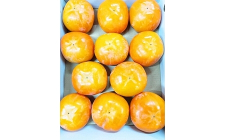 【2026年先行予約】【ご家庭用訳あり】 和歌山秋の味覚 平核無柿（ひらたねなしがき）約3.5kg 