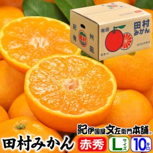 田村みかん/特選ギフト品10kg【Lサイズ】赤秀|湯浅町田村地区産 産地直送 最高級プレミアムブランドの田村ミカン 紀伊国屋文左衛門本舗