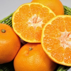 【厳選・濃厚】紀州有田産のはるみ約5kg（Lサイズ）｜柑橘 果物 フルーツ 産地直送 大きい ※2026年1月下旬～2月中旬頃に順次発送予定