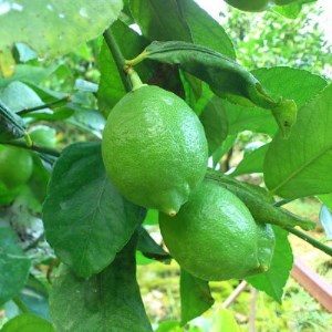 【先行予約】【国産】農家直送！ 有田レモン 2kg◇  ※北海道・沖縄・離島への配送不可 ※2025年9月下旬～2026年3月下旬頃に順次発送予定