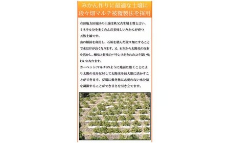 【先行予約】【ご家庭用訳あり】田村みかん 5kg◇｜ミカン 有田 紀伊｜ 蜜柑 柑橘 果物 フルーツ 糖度 甘い 濃厚 コク ジューシー 先行予約 みかん 国産 産地直送 人気 美浜町