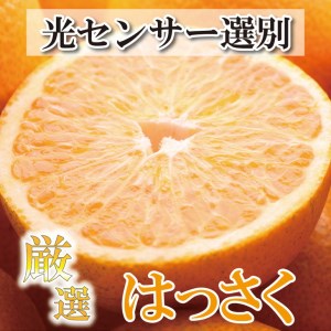 ＜4月より発送＞厳選 樹上完熟はっさく7.5kg+250g（傷み補償分）【有田の春みかん・五月八朔・さつきはっさく・木生りはっさく・きなりはっさく】【光センサー選別】◇ 7,020円
