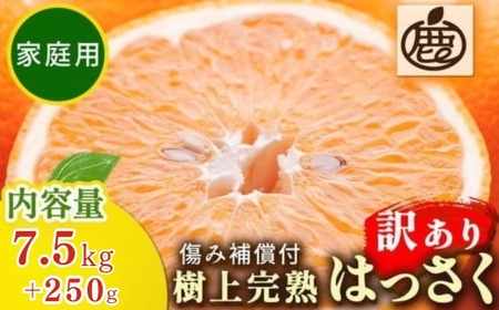 ＜4月より発送＞家庭用 樹上完熟はっさく7.5kg+250g（傷み補償分）有田の春みかん・五月八朔・さつきはっさく・木生りはっさく・きなりはっさく【光センサー選別】訳あり 6,300円