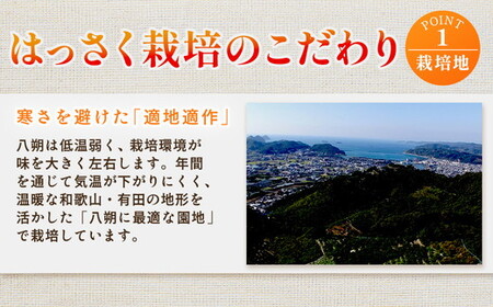 ＜1月より発送＞家庭用 はっさく10kg+250g（傷み補償分） ｜ 八朔みかん わけあり 訳あり ワケアリ ※2026年1月上旬～3月下旬頃に順次発送予定 ※北海道・沖縄・離島への配送不可 ◇