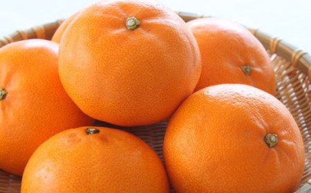 一度は食べていただきたい「有田産のせとか」約4kg~5kg(サイズおまかせ・青秀以上) ※2026年2月中旬~3月中旬頃に順次発送予定