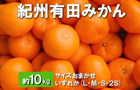 紀州有田みかん 約10kg サイズおまかせ いずれか(L・М・S・2S) ｜ みかん