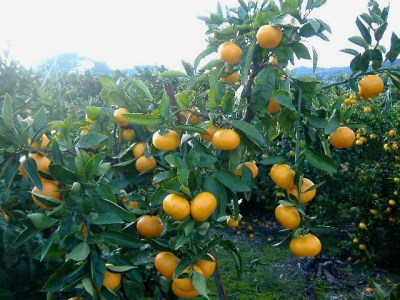 紀州有田みかん 約10kg サイズおまかせ いずれか(L・М・S・2S) ｜ みかん