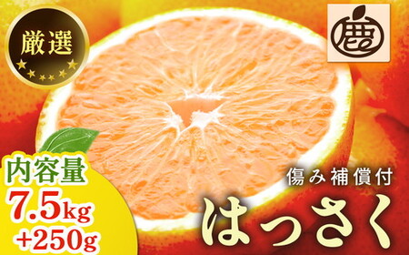 <1月より発送>厳選はっさく7.5kg+250g(傷み補償分) | 八朔みかん ハッサク◇