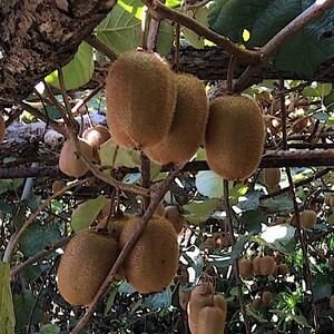 和歌山産 キウイフルーツ 約1.2kg 秀品 ｜ キウイ