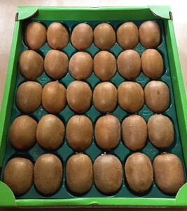 和歌山産 キウイフルーツ M～4Lサイズ 約3.6kg 秀品 ｜ キウイ