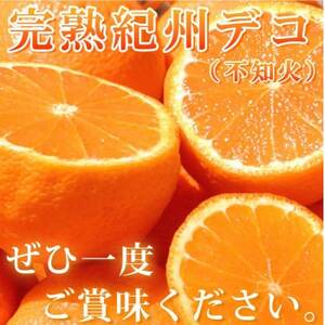 果肉プリプリ♪　完熟紀州デコ(不知火) 約3kg【日高町】【1216969】