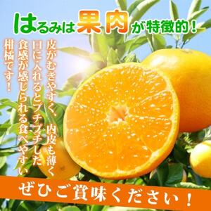 果肉ぷりぷり!完熟はるみ　5kg【日高町】【1217231】