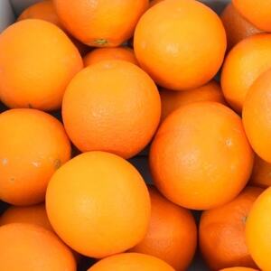 【希少・高級柑橘】国産濃厚ブラッドオレンジ「タロッコ種」約3kg【日高町】【1217638】