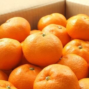 【ブランドみかん】田村みかん約5kg(2Lサイズ・秀品)【日高町】【1218083】