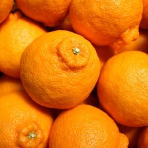 【お味濃厚】紀州有田産のデコポン約5kg(18玉～24玉入り)(日高町)【1220498】